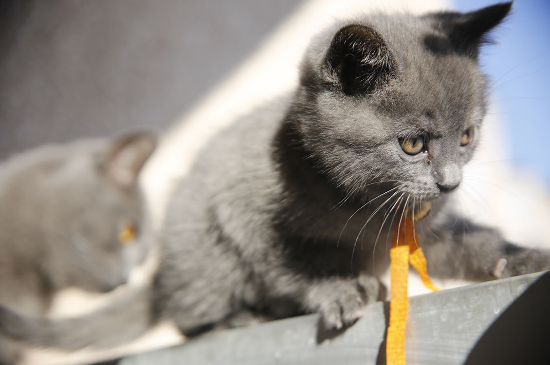 CHATONCHARTREUX 