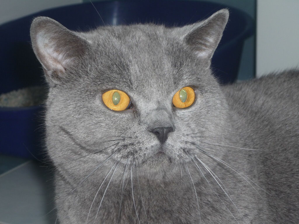 ETALON CHARTREUX PHOTO PRISE PAR MME AUBERT